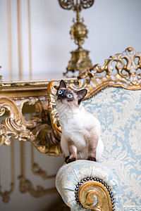 美丽的稀有品种湄公河短尾猫没有尾巴的雌性宠物猫坐在欧洲建筑的内部 坐在复古别致的皇家扶手椅上 18 世纪凡尔赛宫 巴洛克家具女王图片