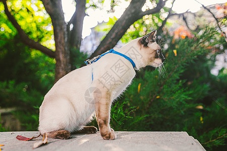 花园里拴着一只家猫 蓝眼睛的湄公河短尾猫 美丽的品种猫湄公河短尾猫 拴在皮带上的宠物 猫在后院用蓝色皮带走路衣领院子色点眼睛猫科图片