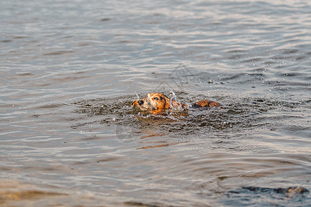 游泳的狗一条老棕色达克斯猎犬在河里游泳 狗在池塘里降温 宠物在湖里游泳 腊肠犬夏天在池塘里游泳 主动健康犬背景