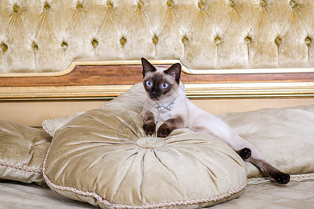 主题是奢华和财富 在法国欧洲凡尔赛宫文艺复兴时期的巴洛克式室内 没有尾巴的幼猫纯种 Mecogon 短尾躺在枕头上的一张大床上生图片