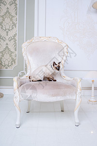 椅子上猫凡尔赛宫好玩的高清图片