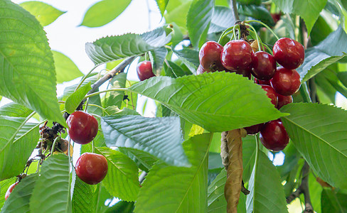 在初夏收获前 成熟的红色和甜樱桃浆果挂在树枝上 一棵树上挂着美味多汁的深红色鸟樱桃果实叶子植物团体树叶浆果水果花园生长绿色晴天图片