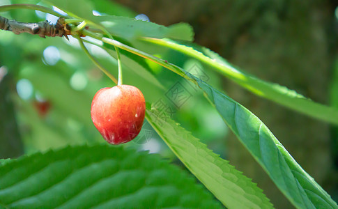在初夏收获前 成熟的红色和甜樱桃浆果挂在树枝上 一棵树上挂着美味多汁的深红色鸟樱桃果实生长水果阳光果园收成农场树叶季节晴天绿色背景