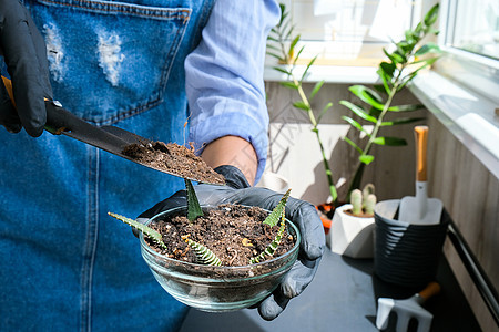 女性手移植多汁植物的特写镜头 家庭花园概念 园艺工具 园丁的工作场所 桶中的地球 照顾植物装饰风格种植绿色植物栽培土壤桌子女士房图片