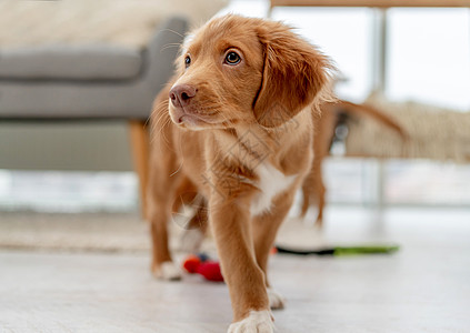 在家玩得开心的玩具小狗闲暇宠物猎犬朋友毛皮忠诚犬类哺乳动物地面动物图片