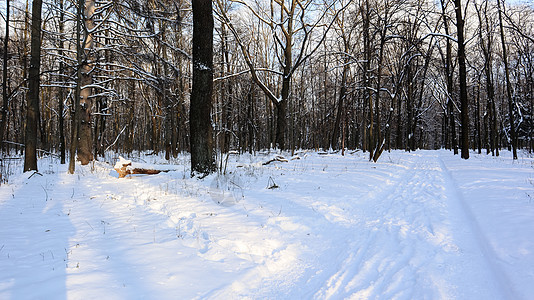 冬季风景 冬天的森林里有白雪和阳光季节林地树木太阳分支机构车道城市木头国家胡同图片