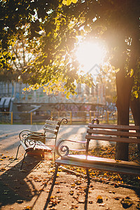 在阳光明媚的金色光芒中 清空的长椅在黄色多彩的秋天公园里场景晴天小路叶子胡同季节木头树干座位孤独图片