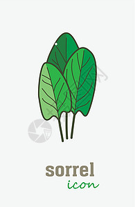 Sorrel 矢量图标 蔬菜绿叶图片