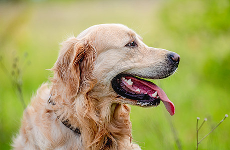 夏季金色猎犬户外乐趣犬类绿色哺乳动物动物舌头朋友公园宠物图片
