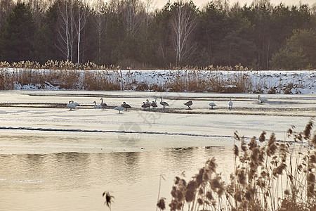 村附近的温暖湖边的野天鹅冬天图片