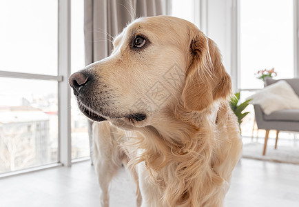 家居内地的金猎犬哺乳动物朋友毛皮房子猎犬公寓特写犬类褐色房间图片