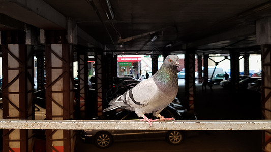 一只鸽子停在停车场的栅栏上 也称为城市鸽子 城市鸽子或街头鸽子 在模糊的背景停车处的野鸟图片