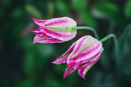 特写美丽的粉红色郁金香 加上绿底模糊的滴水 弹簧壁纸 郁金树田 雨后春花图片