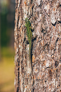 树上密闭的大型森林动物群中的大绿亮蜥蜴尾巴花园少年雨林木头叶子异国爬虫壁虎绿色图片