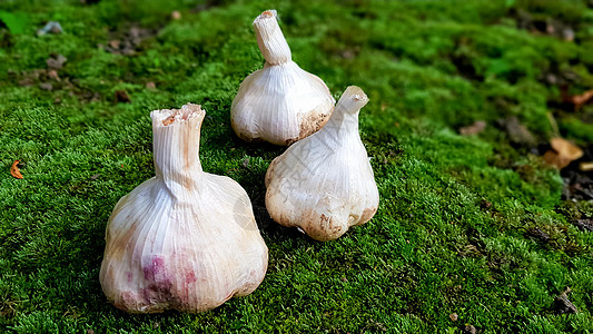在绿色自然背景的大蒜 messidor 该品种产于荷兰 产量高 品质好 早熟 产量高图片