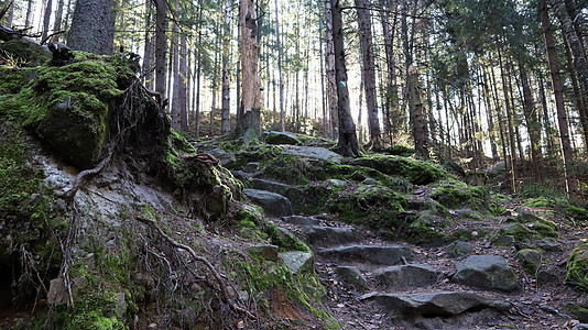 旅游路线 Dovbush 足迹 秋天 在 Yaremche 村附近的森林山中 远足小径上风景如画的岩石 阳光明媚的日子里美丽的松图片