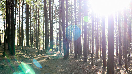 旅游路线 Dovbush 足迹 秋天 在 Yaremche 村附近的森林山中 远足小径上风景如画的岩石 阳光明媚的日子里美丽的松图片