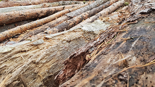 新鲜的锯木 砍伐后林中树木的原木针叶树干松树环境日志植物森林资源云杉木头图片