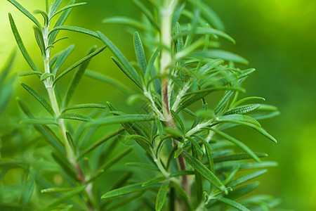 罗斯玛丽树丛食物宏观芳香药品烹饪草本香料花园植物学衬套图片