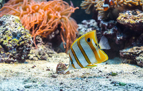 热带热带鱼类水族馆野生动物情调动物潜水珊瑚动物群海洋旅行勘探图片