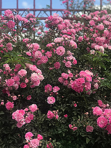 大自然中美丽的新鲜玫瑰 自然背景 花园灌木上玫瑰的大花序 城市公园小巷上一丛红玫瑰的特写蓝色荒野拼贴画叶子浆果婚礼植物衬套花束场图片