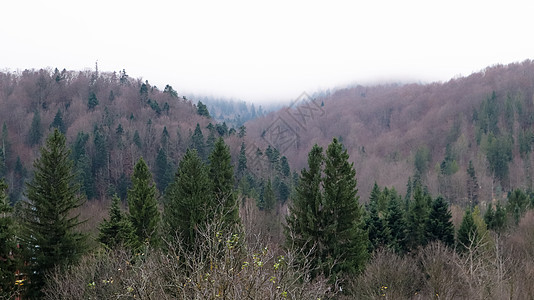 喀尔巴阡山的秋季景观与山峰 喀尔巴阡山脉 乌克兰 欧洲 美丽的世界 乌克兰西部有橙叶的森林图片