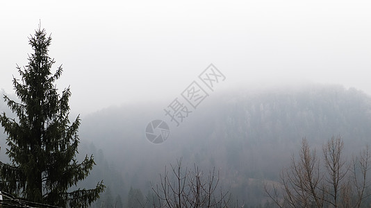 秋天的雨和雾在山丘上 薄雾笼罩着低云的秋天森林 乌克兰 山丘上的云杉林树木穿过晨雾笼罩着秋天的风景环境喇叭花旅行仙境天线林地山脉图片
