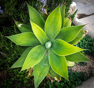 龙舌兰 attenuata 植物自然对称宏观计划图片