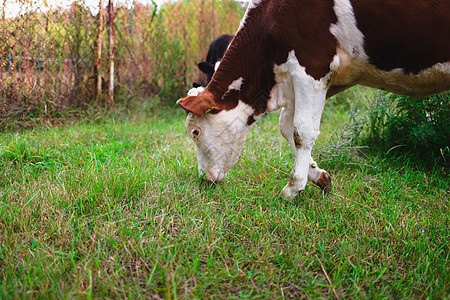 一只年轻的牛在绿草地上放牧 在农场养牛图片