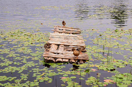 在池塘的一个木码头的鸭子 老木桥海景睡鸭图片