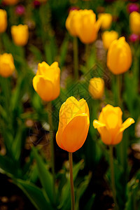 色彩多彩的郁金花字段晴天季节植物花瓣阳光场地花朵自然橙子太阳图片