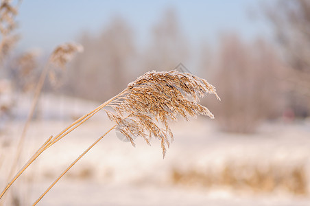 冬季雪地城市公园的Spica 圣彼得堡图片