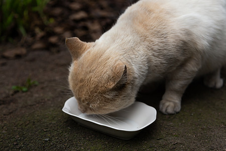 有橙白色毛皮吃的无家可归的猫 特写 动物保育概念猫科牛奶盘子食物荒野小猫眼睛虎斑面包宠物图片