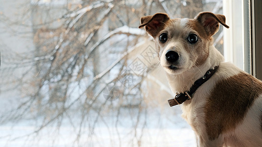 窗边的白色野狗棕色房子犬类猎犬动物宠物手表孤独朋友玻璃图片