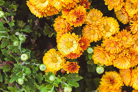 橙菊花植物群花园绿色黄色雏菊橙子花束植物学花瓣菊花图片