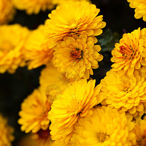 黄菊花花瓣宏观花园绿色橙子黄色植物学花束植物雏菊图片