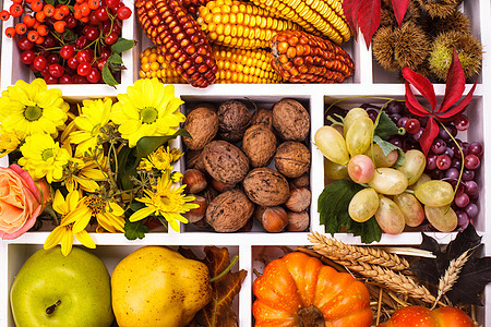 博里的秋天树叶团体细胞收成玉米蔬菜作品食物浆果感恩图片