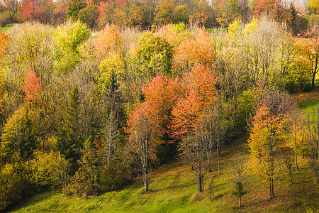 秋季风景草地森林叶子环境植物日落农村草垛季节薄雾图片
