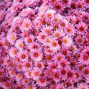 粉红菊花宏观雏菊植物紫色植物学花瓣植物群粉色花园花束图片