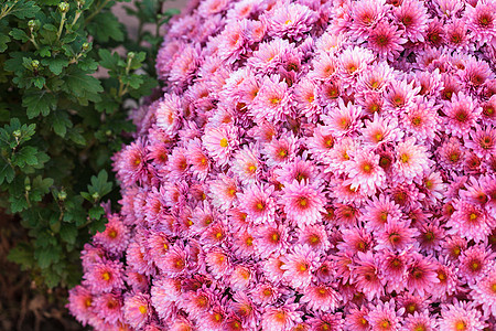 粉红菊花植物植物群粉色花束花瓣紫色花园雏菊植物学绿色图片