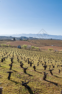 在西班牙加利西亚的春天葡萄园各行古老葡萄酒葡萄树干图片