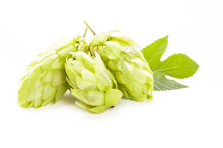 与世隔离的苦味酒精啤酒厂植物酒花锥体香气绿色酿造叶子图片