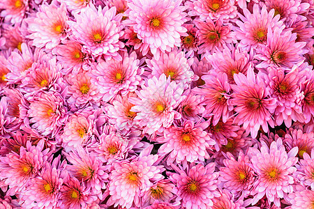 粉红菊花花园植物群植物花瓣粉色紫色雏菊植物学花束宏观图片