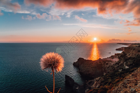 在春天海风景的蒲公英与日落天空和火山岩石海岸线 在多岩石的海岸背景下平静的海面 旅行和休息的理想场所 无尽的自然之美 复制空间图片