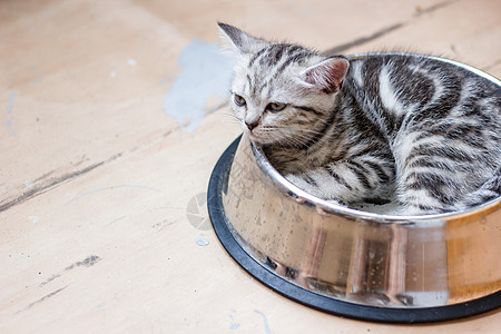 可爱的灰猫躺在一个大宠物食物碗里毛皮灰色小猫白色虎斑猫咪哺乳动物眼睛动物猫科动物图片