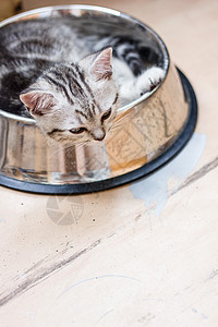 可爱的灰猫躺在一个大宠物食物碗里眼睛毛皮白色小猫虎斑动物灰色哺乳动物猫科动物猫咪图片