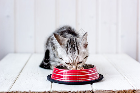 可爱的灰猫吃红金属碗里的宠物食物图片