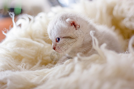 白色地毯上可爱的灰猫猫科虎斑灰色眼睛哺乳动物毛皮动物猫咪宠物图片