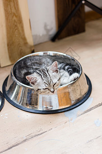 可爱的灰猫躺在一个大宠物食物碗里白色灰色虎斑小猫动物毛皮猫科动物哺乳动物猫咪眼睛图片
