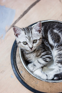 可爱的灰猫躺在一个大宠物食物碗里哺乳动物小猫眼睛动物白色虎斑猫科动物毛皮猫咪灰色图片